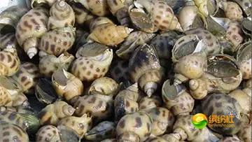 舟山4月份海鲜攻略,舟山海鲜代加工攻略