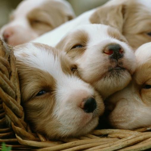 狗狗临产前一天,狗狗在临产前离家出走