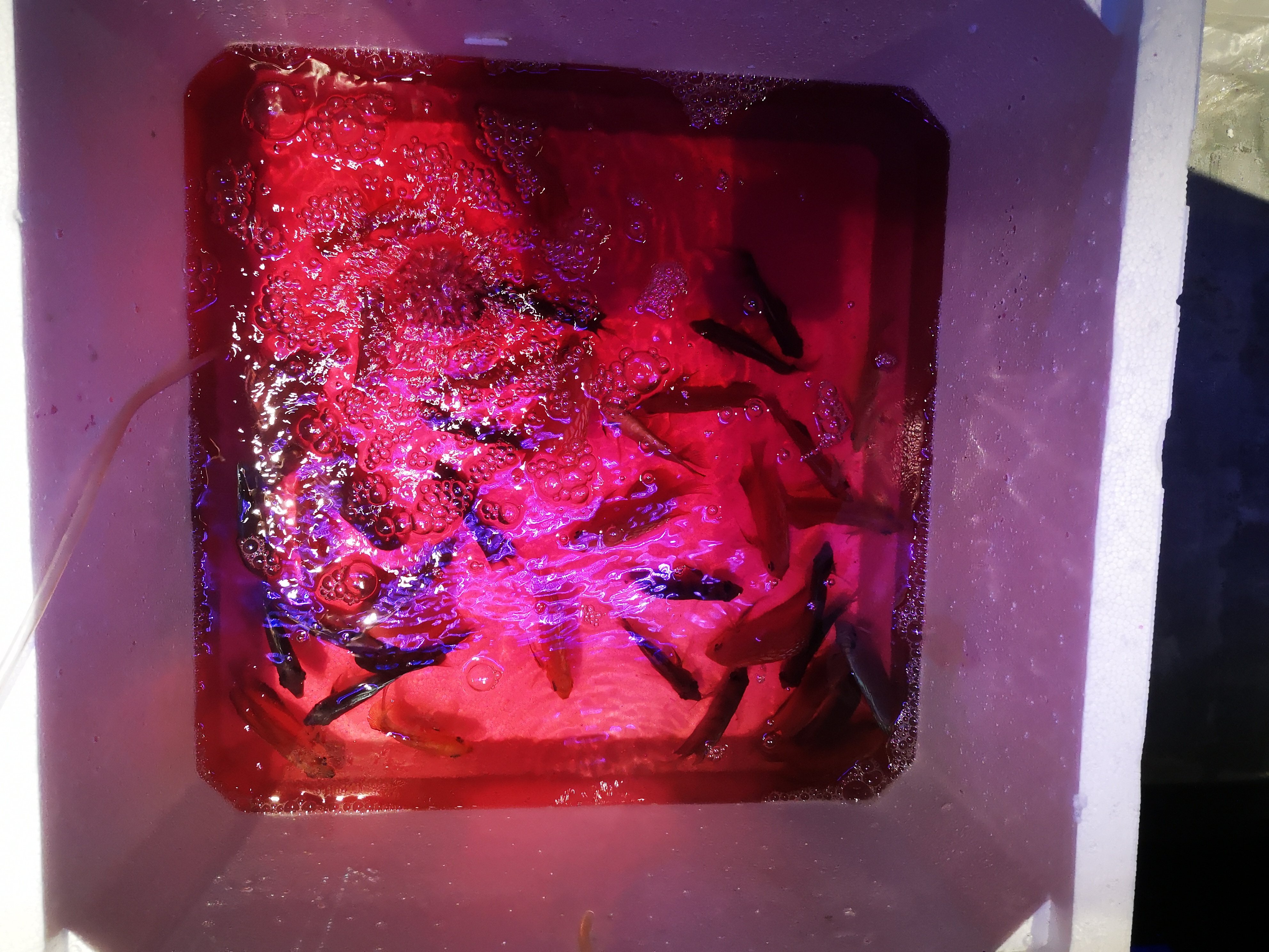 金鱼下完鱼卵需要换水吗,金鱼下缸要开灯吗