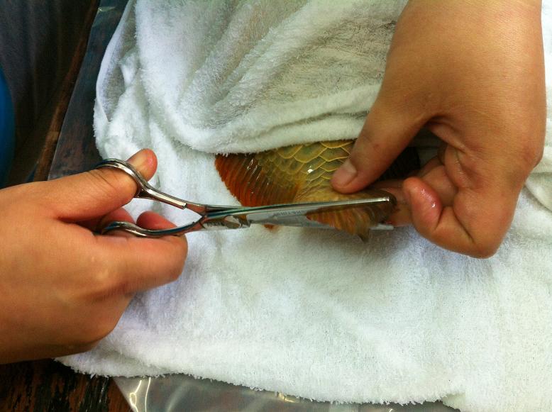 金龙鱼鱼尾受伤，龙须折断，主人为它做整形手术