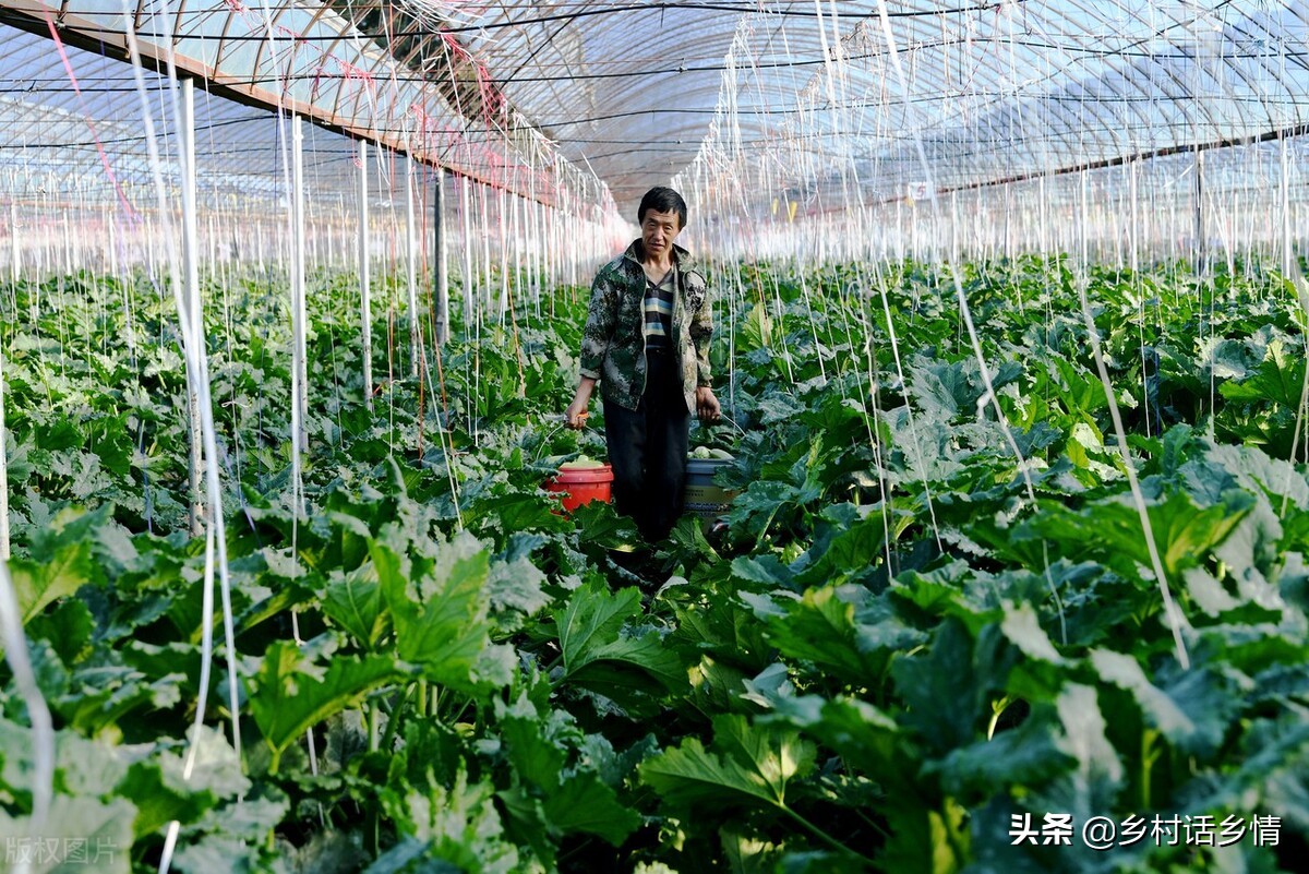 种植经验分享盆栽,种植经验分享活动方案