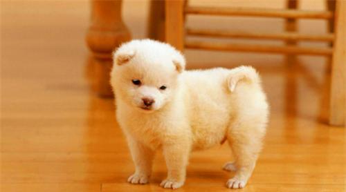 古人被狗咬了没有狂犬疫苗怎么办,古时候没有狂犬疫苗被咬了怎么办