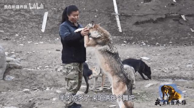 这位“女汉子”在*疆新**，把狼养成了哈士奇，就是经常揍狼的那个