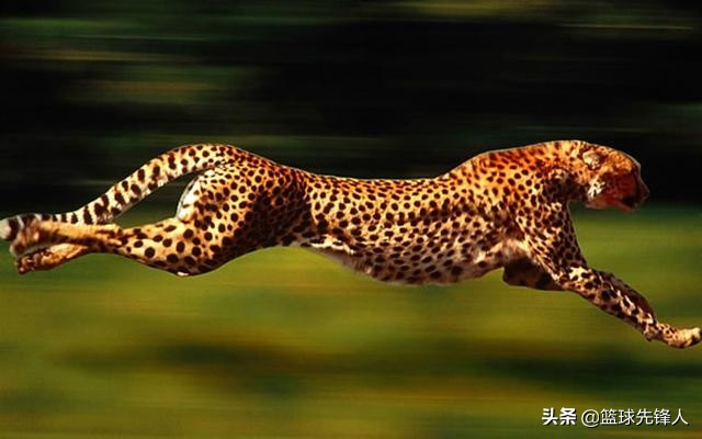 cba新赛季进步最大的4支球队,cba官方公布了9支球队的新队标