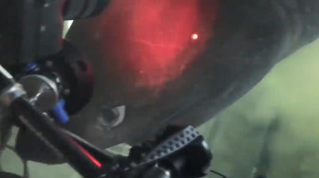 深海巨鱼捕食瞬间,深海被摄像头拍到的巨大生物