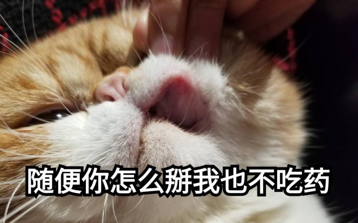 怎样喂养猫咪注意事项有哪些,怎样疼爱猫咪