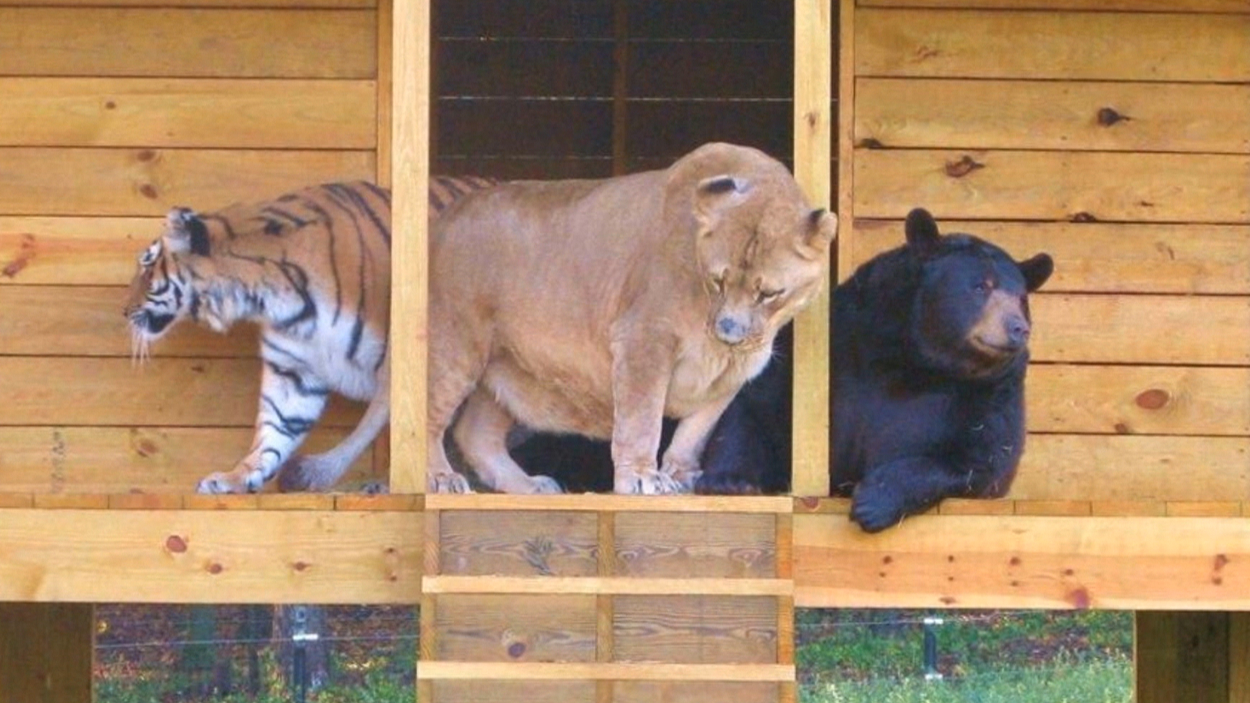 棕熊和东北虎谁活得更久,棕熊和狮虎