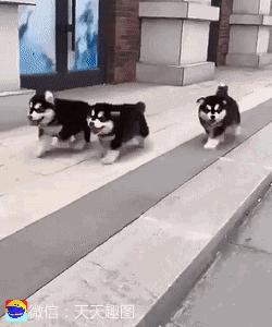 搞笑动图gif图片合集,搞笑动图gif微信可爱表情包