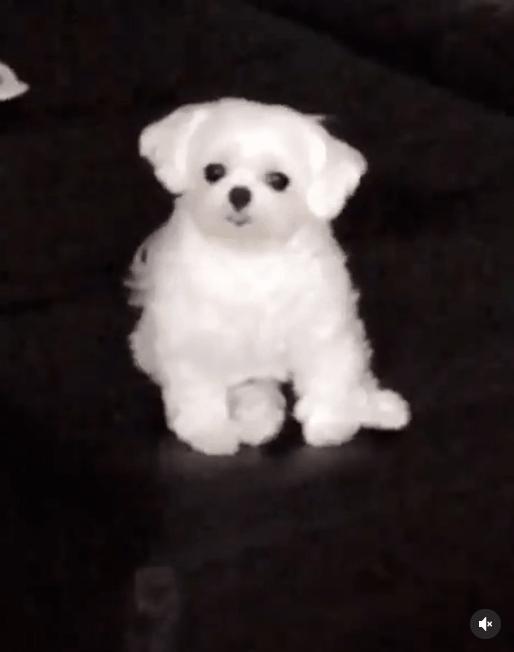 lisa和rosie秀恩爱,lisa与rosa在直播间接吻