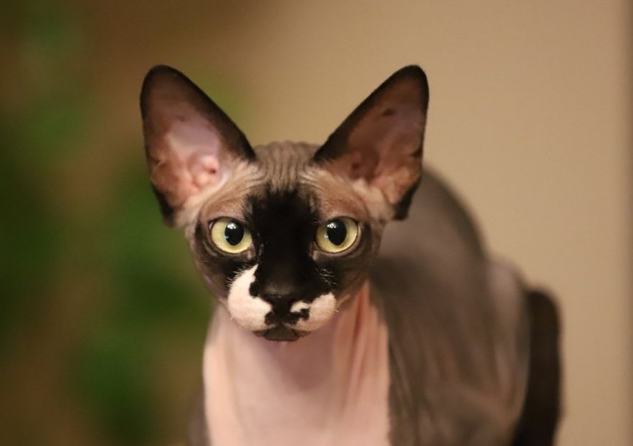 无毛猫为什么那么恶心,无毛猫很难让人接受