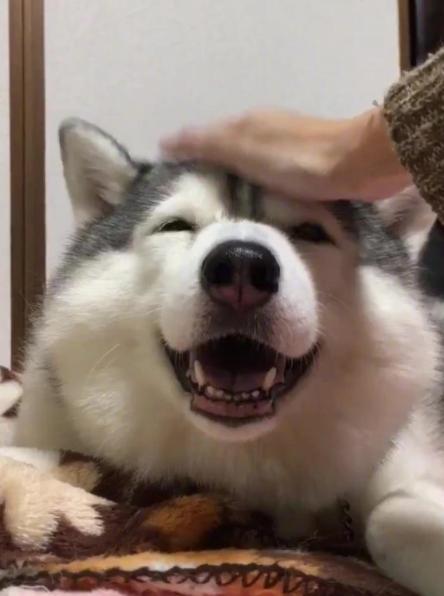 狗狗这两天摸到它就痛得叫唤,狗狗这些部位脏一点反而更健康