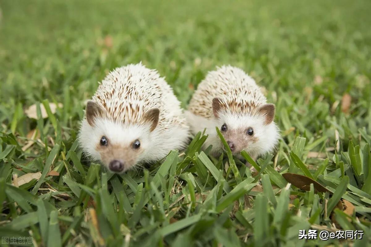 鍐滅敯濡備綍棰勯槻鍒虹尙,閲庡鎹＄殑鍒虹尙鑳藉吇涔堢姱娉曚箞