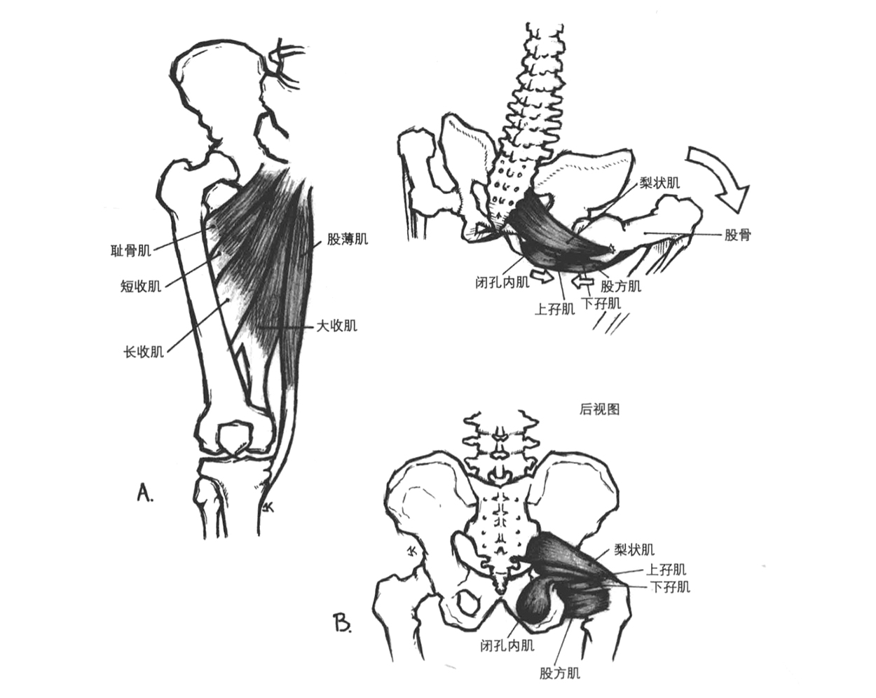 深蹲髋部发力图解,深蹲要求髋部内旋还是外旋