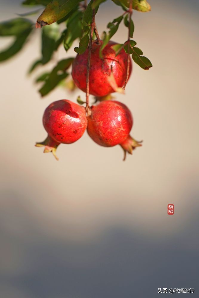 常熟海虞铜官山景区有什么,常熟海虞铜官山生态观光园
