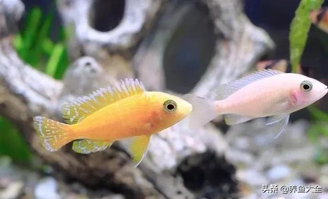 观赏鱼总打架怎么办,观赏鱼老是打架怎么办