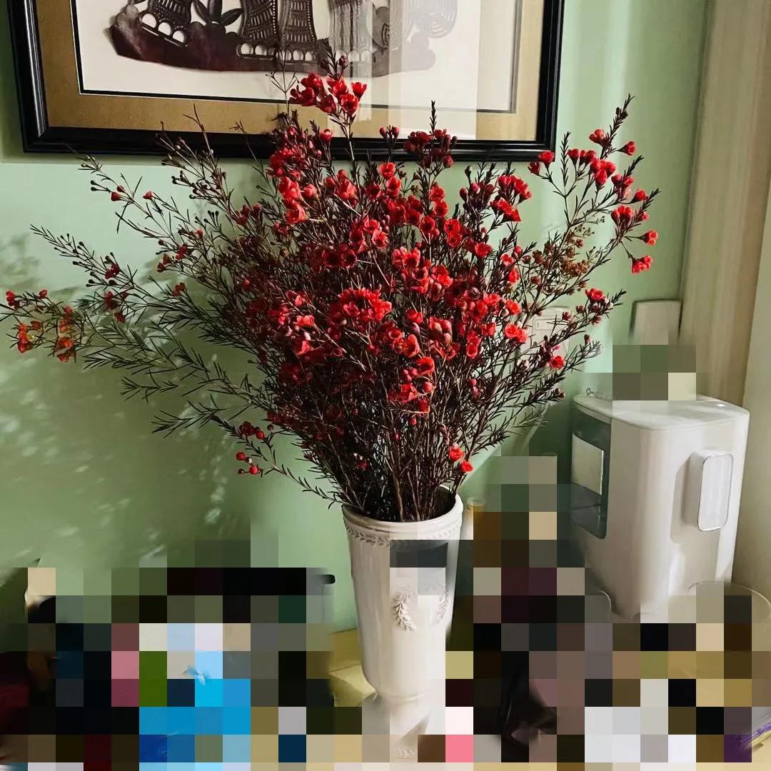 实拍青岛花卉市场！你每年都会选购哪些品种的年宵花呢？