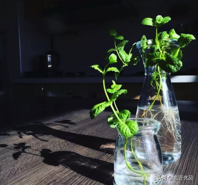 在家怎么无土种菜简单又安全,家庭种菜不用肥料种菜方法