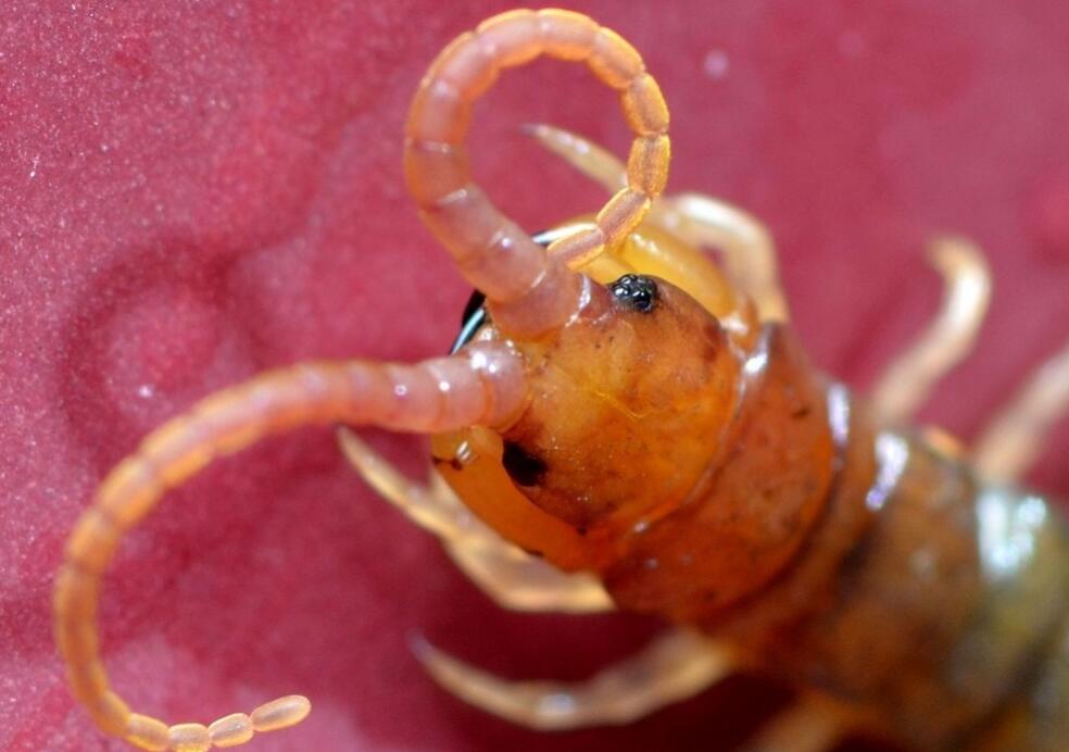 被蜈蚣虫咬一口后果有多严重,男子被蜘蛛咬后身体反应