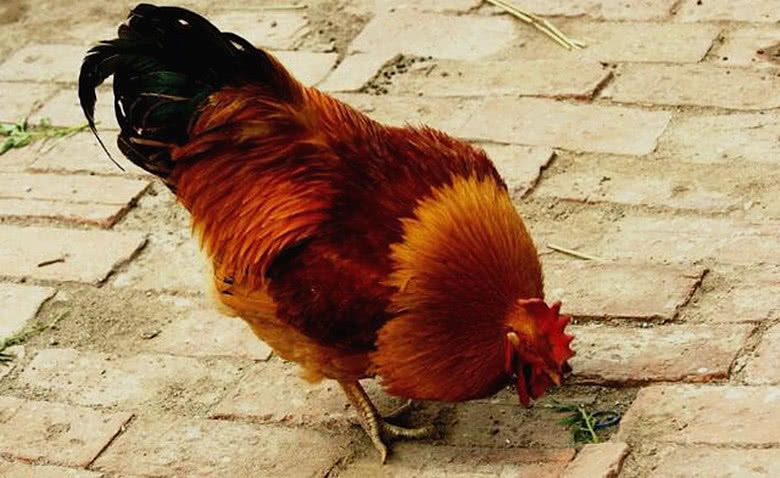 被蜈蚣咬了之后疼痛要持续多久,被蜈蚣咬了真疼