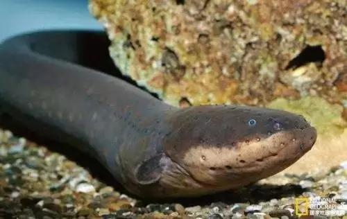 电鳗的电有多大,电鳗是如何发电的你知道吗