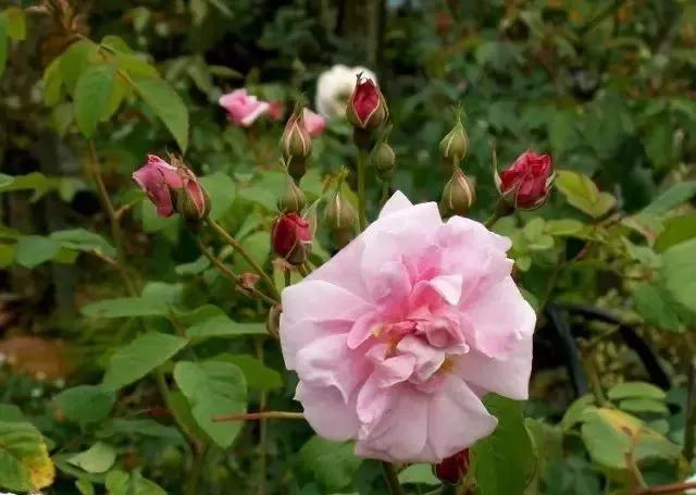 每天学习一点点花卉,100种常见玫瑰品种