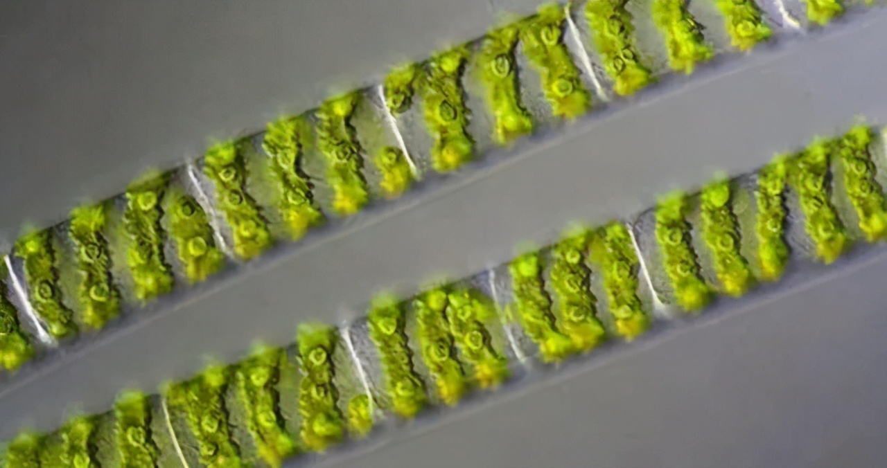 水特别清肥不起来怎么办,总碱度偏低水会肥不起来