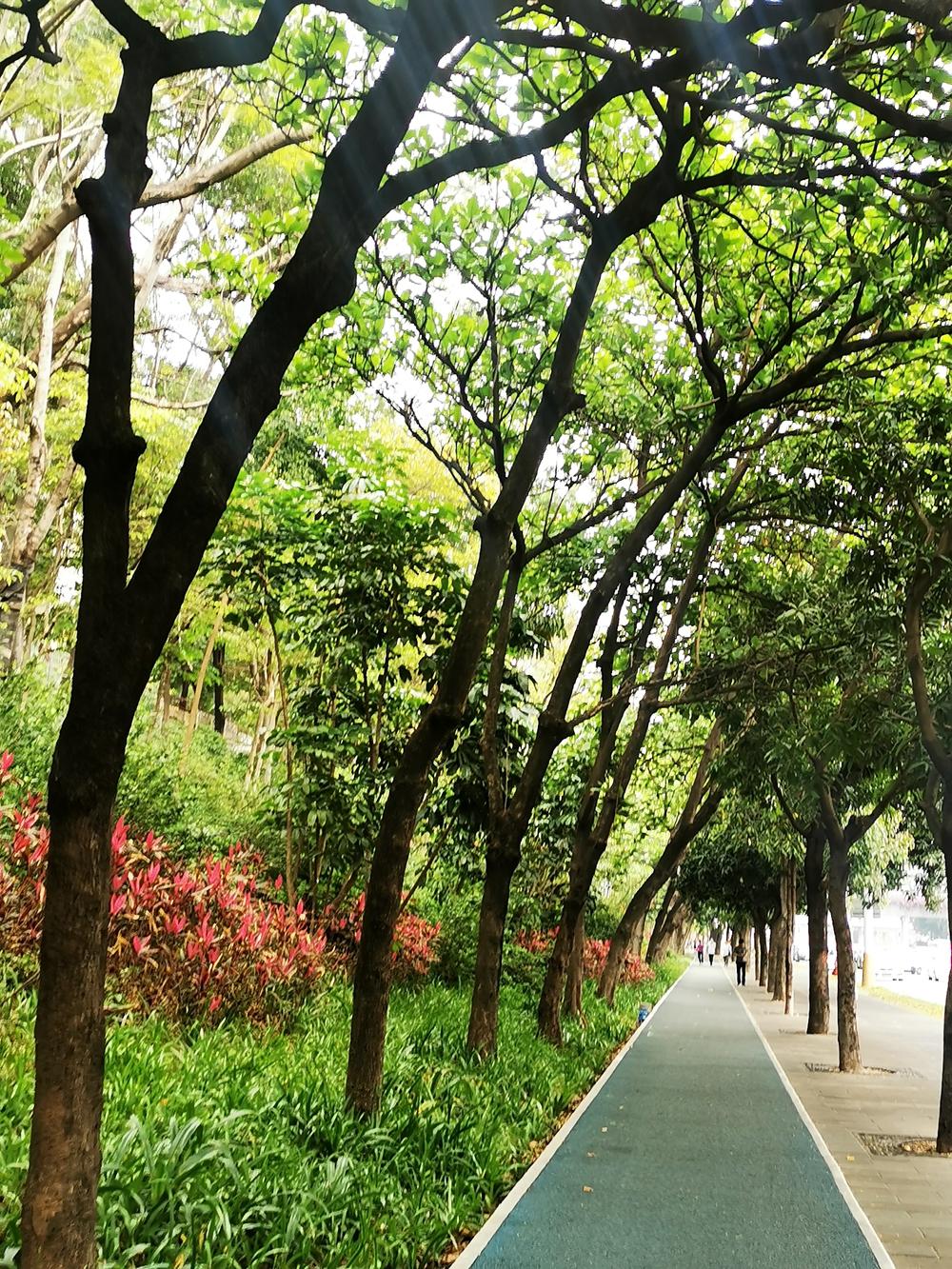 即便是阴天，也挡不住深圳如画的春景！这座城市的绿化真的可以