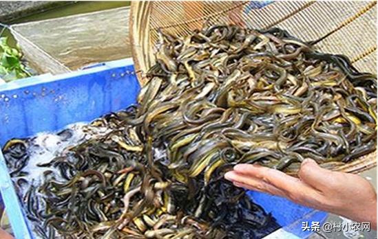 农村养什么发财致富的好项目,农村养什么投资小又挣钱