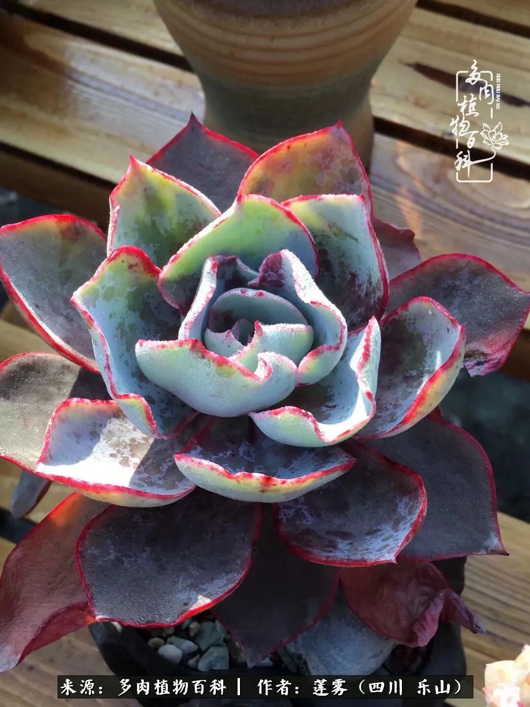 治愈系多肉精灵,初冬携一抹暖阳与多肉相伴