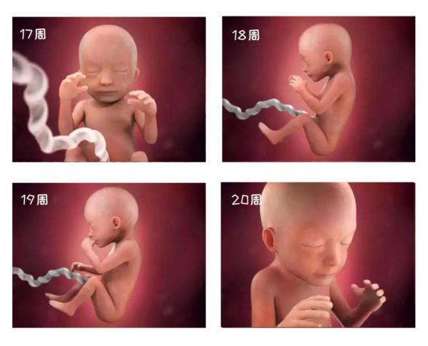 探索生命的奥秘，组图带你了解孕妈怀孕40周，胎儿第一周的变化