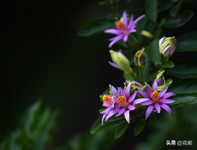 养不活睡莲,养不好花就种草