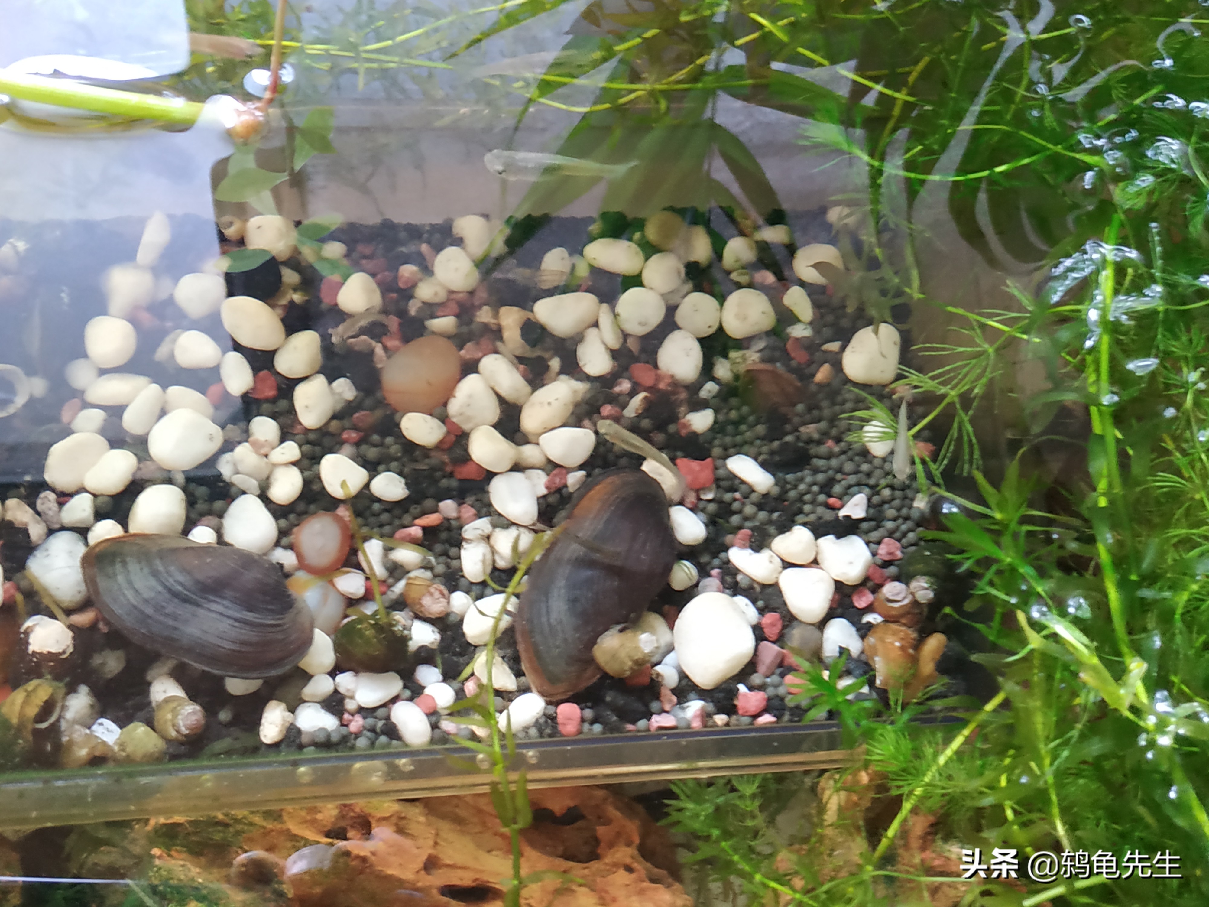 鱼缸里的河蚌死了要换水吗,河蚌可以放在鱼缸过滤缸里养吗