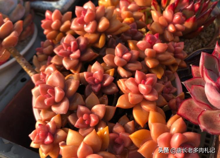 南方夏天闷热多肉,广州潮湿天气多肉怎么养