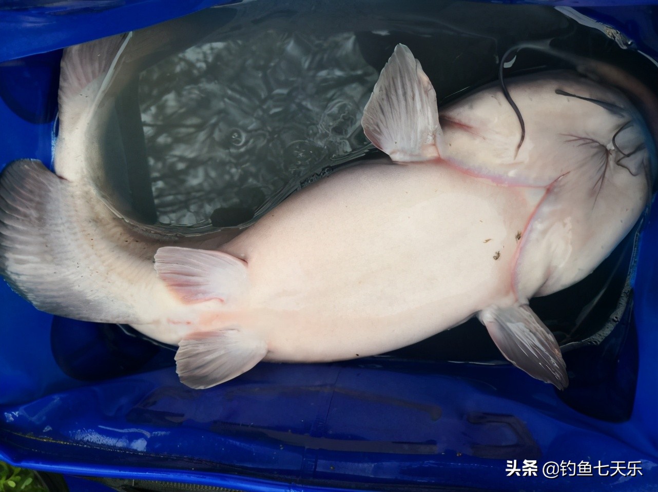 奔波儿灞是条什么鱼,奔波儿灞鱼