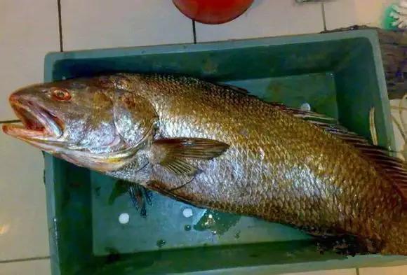 开海什么海鲜最好,开海季肥美海鲜