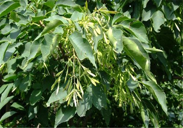 白蜡栽培方法,白蜡树栽培技术