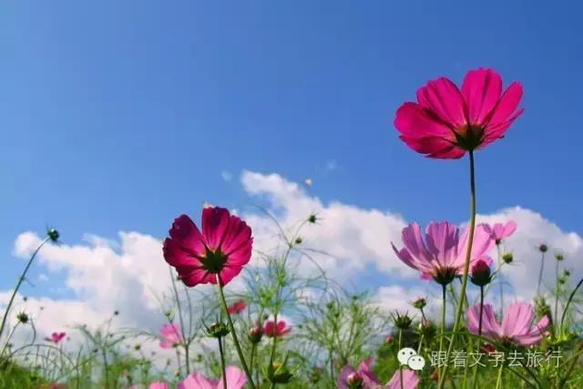 阿坝红原煨桑,川西红原的煨桑节是什么时候