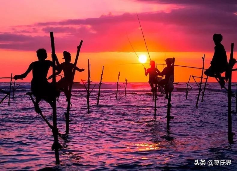 斯里兰卡古老而独特的垂钓方式,斯里兰卡独有的钓鱼方式