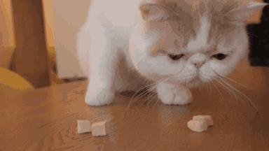 猫难养吗,猫难养么