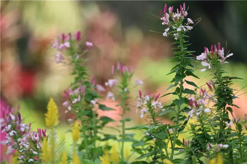 深圳莲花山看深圳风景,深圳莲花山有什么特别的地方