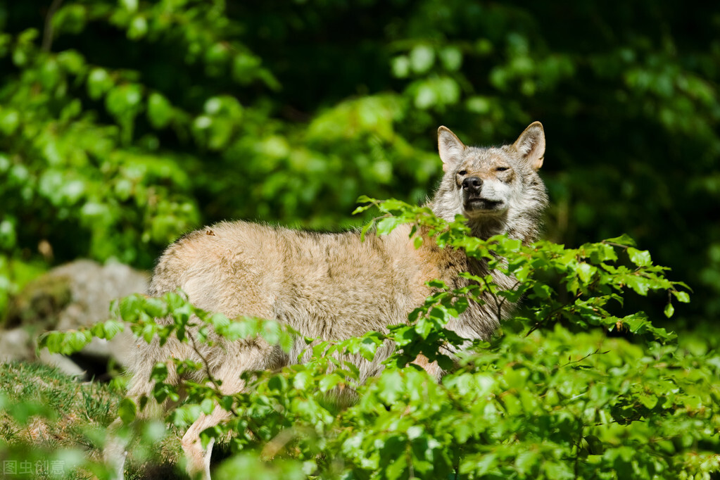 白山林海奇案！狼咬伤了意图*暴强**妈妈的坏蛋，妈妈却成了凶手