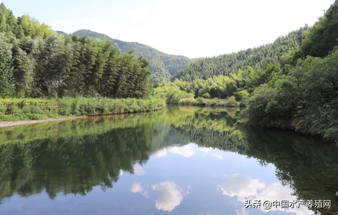 利润丰厚!65元/斤的光唇鱼,工程商瞄准商机,返乡跨界养7年鱼