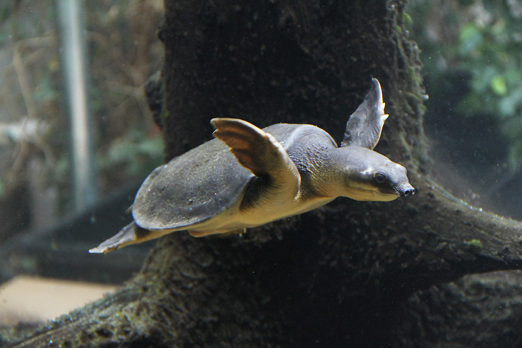 淡水河一霸!什么才算猪鼻龟的完美生活?