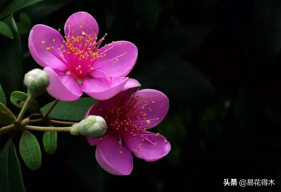 桃金娘的正确使用方法,桃金娘1月份怎么养