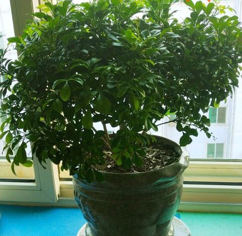 室内养米兰浇水的正确方法,冬季米兰怎么养才能更旺盛