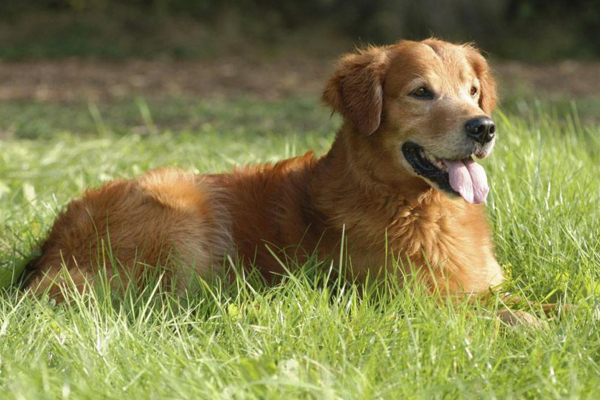 狗子被蜱虫咬了，不要直接拔除，以免处理不当导致发炎！