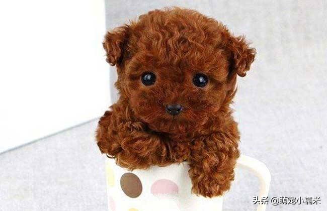 泰迪摇头晃脑怎么回事,翻白眼摇头晃脑的泰迪