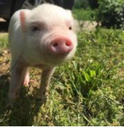 天热猪全身发红是什么病,猪感冒会呕吐最快解决方法