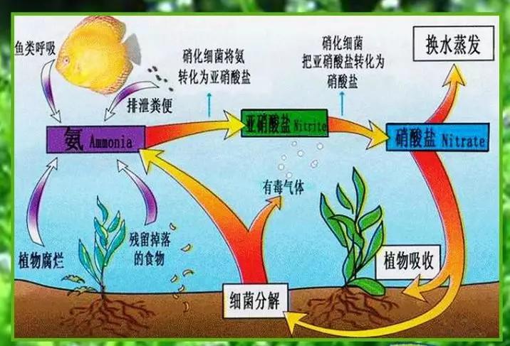 科普细菌生活知识这些你都知道吗,硝化细菌的生物知识讲解