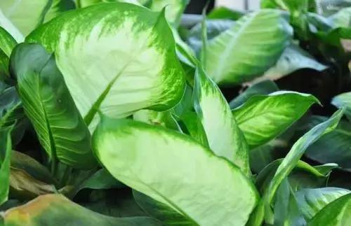 养花绿色液体儿童误食,小孩误食盆栽叶子